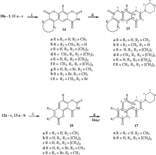 Scheme 2. Synthesis of substituted-2-thioxo-chromen-1,3-oxazine linear compounds 14, angular compounds 16, 2-morpholino-substituted-chromen[6,7-e][1,3]oxazine-4,8-dione 15 and 8-morpholino-substituted-chromen[8,7-e][1,3]oxazine-2,10-dione 17. Reaction conditions: (i) freshly prepared Ph3P(SCN)2; (ii) morpholine in dioxane/reflux.