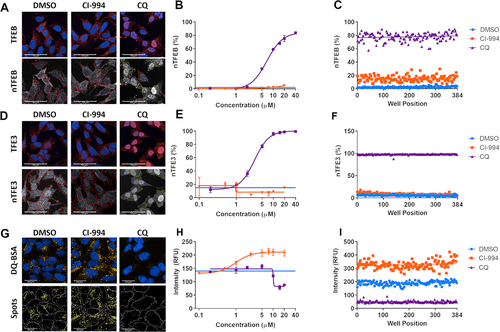 Figure 1. Multiparameter assays for TFEB and TFE3 translocation and lysosome activity. (A) Endogenous TFEB stained by immunocytochemistry can be seen to translocate at high levels to the nucleus upon treatment with chloroquine (CQ; 20 µM). The ratio of fluorescent signal in the cytoplasm:nucleus regions determines the percentage of cells which show nuclear translocation (nTFEB/nTFE3). Scale bars: 50 µm. (B) TFEB translocation in response to CQ is concentration-dependent and (C) can be robustly quantified across a plate in 384-well format. (D, E, F) Endogenous TFE3 stained by immunocytochemistry can be quantified in a similar manner to previously described for TFEB and shows the same pattern of translocation with CQ. Scale bars: 50 µm. (G) SH-SY5Y treated with DQ Red BSA reagent develop yellow fluorescent puncta under vehicle-only culture conditions, the signal of which is increased upon treatment with the HDAC inhibitor CI-994 (10 µM) and reduced by lysosomal inhibition with CQ (20 µM). The puncta are segmented and quantified to give spot count and fluorescent intensity. Scale bars: 20 µm. (H) CI-994 increases and CQ reduces lysosome count of DQ Red BSA puncta in a concentration-dependent manner. (I) The alterations in lysosome count can be robustly quantified across a 384-well plate. Images show CI-994 at 10 µM and CQ at 20 µM. n = 1. Values represent mean technical replicates ± s.d.