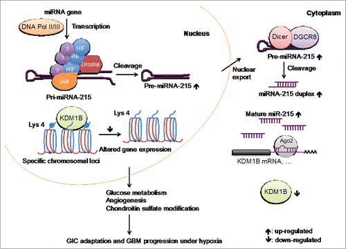 Figure 1. HIF-miR-215-KDM1B signaling in mediating GICs' responses to hypoxia. During hypoxia in GICs, the biogenesis of miR-215 is accelerated post-transcriptionally by HIFs through enhancement in the formation and recruitment of HIF-Drosha complex on pri-miR-215. The induction of miR-215 acts to reprogram GICs for adaptation to hypoxia via suppressing the expression of KDM1B, which modulates the activities of multiple pathways.