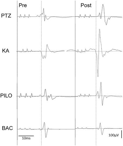 Figure 2. Basic record waveform of motor-evoked potentials (MEPs) recorded from the biceps muscle before and after the administration of penthylenetetrazole (PTZ, 25 mg/kg), kainic acid (KA, 5 mg/kg), pilocarpine (PILO, 100 mg/kg) and baclofen (BAC, 25 mg/kg). Left side is pre-dose waveform and right side is post-dose waveform. At the post-dose of PTZ, KA, or PILO, the peak amplitude of the wave was substantially increased. BAC did not affect the MEP amplitudes.