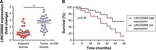 Figure 1 Upregulation of LINC00888 in melanoma tumor tissues and its clinical significance. (A) Relative expression of LINC00888 in melanoma tumors and the paired adjacent normal tissues were detected by qRT-PCR (n=28; **p<0.01). (B) Kaplan–Meier analysis of the correlation between high and low LINC00888 expression in 28 melanoma patients and 4-year survival (log-rank test; p<0.05). Table 1 Correlation of LINC00888 expression levels with clinicopathological parameters of patients with melanomaDownload CSVDisplay Table