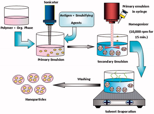 Figure 2. Systemic diagram of nanoparticles by double emulsion solvent evaporation method.