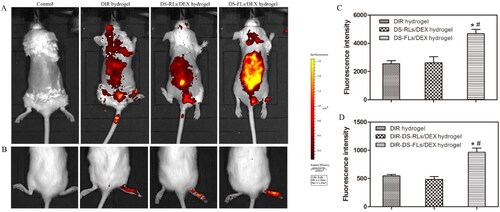 Figure 8. In vivo skin accumulation studies. (A) Skin accumulation of DIR-DS-RLs/DEX hydrogel and DIR-DS-FLs/DEX hydrogel detected by living image system. (B) The accumulation in joints of DIR-DS-RLs/DEX hydrogel and DIR-DS-FLs/DEX hydrogel detected by living image system. (C and D) Quantitative analysis of in-Vivo Images. *p < .05 vs DIR hydrogel, #p < .05 vs DIR-DS-RLs/DEX hydrogel.