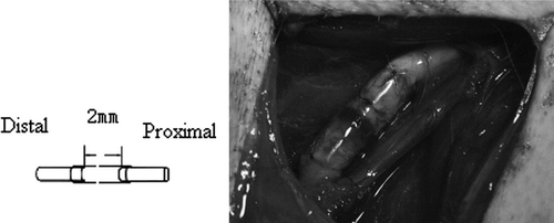 Figure 1.  Model of biological conduit bridging with small gap.