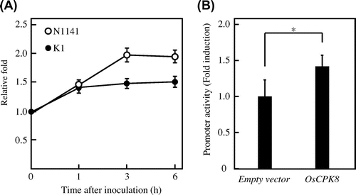 Fig. 4. Immune responses induced by OsCPK8 in rice.Note: (A) Time-course of OsCPK8 expression in cultured rice cells following inoculation with the avirulent N1141 strain (hollow circle) and with the virulent K1 strain (solid circle) of A. avenae. The amounts of OsCPK8 mRNA were measured by real-time RT-PCR. Each data point represents the average of three independent experiments. Bars indicate standard deviation. (B) Enhancement of OsWRKY expression activity by transient overexpression of OsCPK8. Protoplasts isolated from cultured rice cells were transformed with OsWRKY70:: Luc, RLuc, and either empty vector or OsCPK8/pHAC17. OsWRKY promoter activities are represented by the ratio between firefly luciferase and Renilla luciferase activities, normalized against the value obtained for mock treatment. Asterisks indicate a significant increase (t-test; p < 0.05).