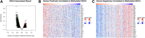 Figure 6 Genes differentially expressed in correlation with SDC2 methylation in CRC (LinkedOmics). (A) A Pearson test was used to analyze correlations between SDC2 methylation and genes differentially expressed in CRC. (B and C) Heat maps showing genes positively and negatively correlated with SDC2 methylation in CRC (TOP 50). Red indicates positively correlated genes and green indicates negatively correlated genes.