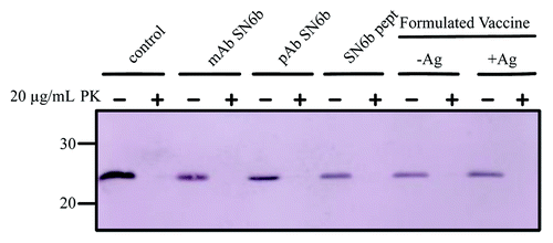 Figure 8. Antibodies and vaccines which are specific for the misfolded conformation of PrPC does not promote PK resistant PrPSc for E.coli expressed T194A mutant of bPrPC. In the absence of antibody, peptide or vaccine the T194A mutant of bPrPC is completely digested in PK. In the presence of mAb SN6b, pAb SN6b, peptide SN6b or formulated vaccines, -Ag (no antigen) and +Ag (with antigen) the T194A mutant of bPrPC is completely digested in PK. Molecular size markers in kDa are indicated on the left hand side of the panel.
