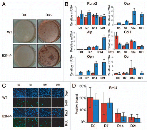 Figure 4 E2f4-/- calvarial cell populations generate more calcified matrix than wildtype calvarial cell populations, but do not display altered proliferation or cell cycle exit phenotypes. (A) ossification of primary calvarial cells was determined by Alizarin Red staining of secreted calcium deposits after 0 and 35 days of induction. E2f4-/- calvarial cells secrete a greater amount of calcium deposits than wildtype osteoblasts (n ≥ 8). (B) Quantitative RT-PCR measurements of bone marker mRNA levels from wildtype (red bars) and E2f4-/- (blue bars) calvarial cells during induction. E2f4-/- calvarial cells express higher levels of Osterix, Osteopontin and, at times, Alkaline Phosphatase mRNAs compared to wildtype cells. Ubiquitin was used as an internal control to normalize for RNA levels within each sample. Each time point is an average of three replicates. Columns, results from a representative littermate pair; error bars represent 1 SD, a representative experiment is shown (n ≥ 3). (C) Indirect immunofluorescence analysis of proliferation in calvarial cells. Wildtype and E2f4-/- calvarial cells were cultured with BrdU for 24 hours at the indicated time points during induction in vitro. DNA within nuclei is stained with DAPI (blue) and incorporated BrdU labeled by indirect immunofluorescence (green). 20X magnification shown. (D) Quantitation of proliferation, a minimum of 250 cells was analyzed per sample from four separate experiments and the percentage of BrdU positive cells calculated in each case and averaged; error bars indicate 1 SD. Wildtype (red bars) and E2f4-/- (blue bars) calvarial cell cultures display similar percentages of BrdU positive cells indicating similar levels of proliferation and cell cycle exit during the induction time course.