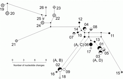 Figure 2  Genealogical relationships between South American fur seals (Arctocephalus australis) haplotypes. Circle areas are proportional to haplotype frequencies and length of the branches to the number of changes from one haplotype to the following. Black, Cabo Polonio; grey, Isla de Lobos; white, Rio de la Plata; cross-hatched, Isla Guafo. Cytochrome b haplotypes previously found for control region haplotypes 02, 03 and 06 between brackets.