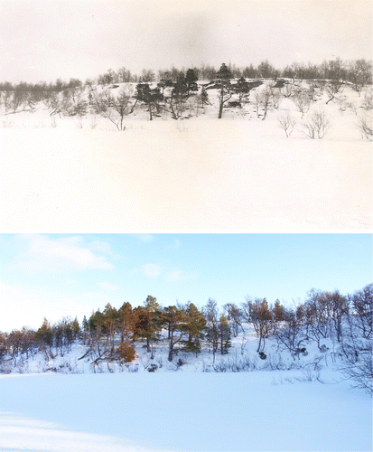 Fig. 12. Upper: the southernmost pine stand in the Handölan valley (690 m a.s.l.) by the early 20th century (Photo: Harry Smith, 12 April 1914); Lower: trees and saplings that had increased within the circumference of the old trees by 2013 (Photo: Leif Kullman, 29 January 2013)