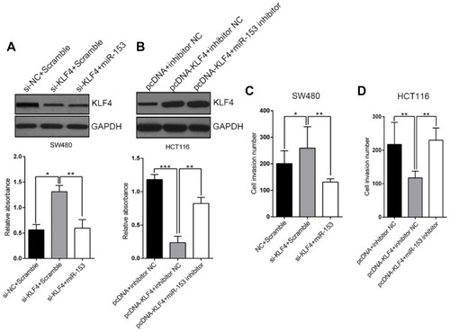 Figure 5 KLF4 inhibit CRC cell proliferation and migration in vitro. (A) Transfection with siKLF4 promoted SW480 cell proliferation. Transfection with miR-153-1 mimic decreased cell proliferation in the cells transfected with si-KLF4. (B) KLF4 overexpression suppressed the proliferation of HCT116 cells transfected with miR-153-1 inhibitor. (C–D) Transwell motility assays of SW480 and HCT116 cells transfected with si-KLF4 and miR-153-1 mimic or KLF4 overexpression vector and miR-153-1 inhibitor. Values were expressed as mean ± SEM. ***P<0.001, **P<0.01, *P<0.05.Abbreviations: CRC, colorectal cancer; KLF, Kruppel-like factor 4.