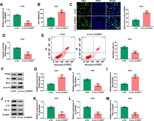 Figure 2. Silencing circ_0129657 promoted cell proliferation and inhibited apoptosis and inflammatory factor expression in OGD-induced HBMECs. (A-M) HBMECs were introduced with si-circ_0129657 or si-NC before OGD treatment. (A) Circ_0129657 knockdown efficiency was detected by RT-qPCR. (B) Effect of silencing circ_0129657 on cell viability was assessed by CCK-8 assay. (C) Changes in cell proliferation were detected after silencing circ_0129657 by EdU assay. (D) The caspase-3 activity was investigated by ELISA kits. (E) The effect of silencing circ_0129657 on apoptosis was measured by flow cytometry assay in OGD-induced HBMECs. (F–I) The protein expression levels of PCNA, Bax and Bcl2 were assessed by western blot assay after silencing circ_0129657 expression. (J–M) The protein expression levels of IL-1β, IL-6 and TNF-α were investigated by western blot assay in OGD-induced HBMECs. ***p < 0.001, n = 3.