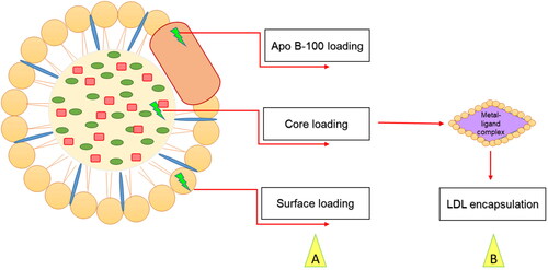 Figure 2. (A) Methods of loading drugs into LDL vehicles. (B) Thiosemicarbazone metal-ligand complex encapsulated into LDL core.