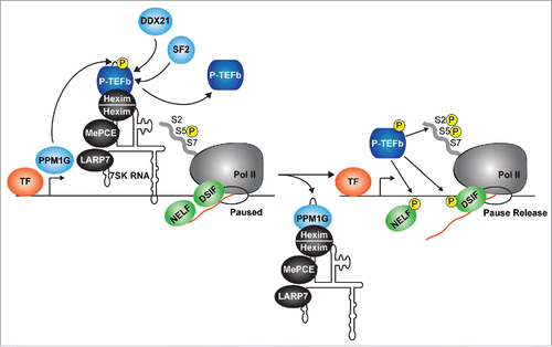 Figure 2. P-TEFb is released from the 7SK snRNP on chromatin. The 7SK snRNP complex (containing P-TEFb phosphorylated in the T-loop, (P)) occupies promoter-proximal regions of genes containing paused Pol II, DSIF and NELF. In response to stimulation, PPM1G is recruited by the canonical transcription factor (TF) to dephosphorylate the P-TEFb T-loop, disrupting its interaction with Hexim-7SK RNA and facilitating its release. Other P-TEFb releasing factors include DDX21 (which directly unwinds the 7SK RNA), and the splicing regulator SF2 (which liberates P-TEFb through interactions with exonic splicing sequences). Through T-loop re-phosphorylation, P-TEFb is re-activated to phosphorylate paused Pol II and the negative elongation factors to promote pause release. The arrow denotes the position of the TSS. TF, transcription factor.