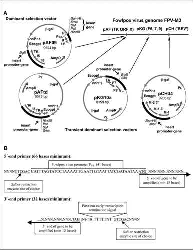 Figure 1.  Dominant and transient dominant insertion vectors. (A) Plasmid vectors for transient dominant (pKG10a, pCH34, and pAFtd) and dominant insertion (pAF09) of antigen and immunomodulatory genes into fowlpox virus (FPV). (B) Primers for the construction of the promoter-gene-terminator cassette for insertion into plasmid vectors. TK ORF X, thymidine kinase (TK) gene and the uncharacterized gene ORF X; REV, reticuloendotheliosis provirus; min, minimum.