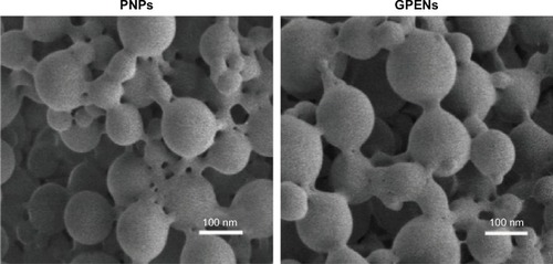 Figure 2 SEM images of the empty PNPs and GPENs. (Scale bar = 100 nm).Abbreviations: GPENs, GX1-conjugated poly(lactic acid) nanoparticles encapsulating Endostar; PLA, polylactic acid; PNPs, PLA-nanoparticles; SEM, scanning electron microscope.