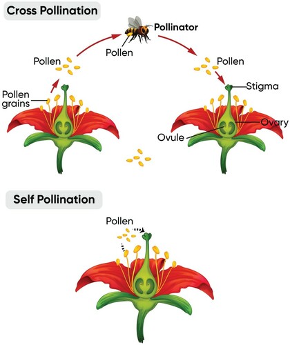 Figure 7. Flower pollination in nature [Citation2,Citation23,Citation45–47].