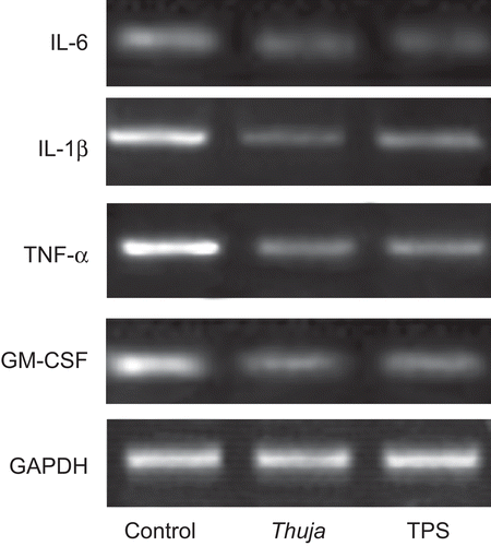 Figure 4.  Effect of Thuja occidentalis and TPS on pro-inflammatory gene expression. B16F-10 cells were incubated in the presence and absence of T. occidentalis or TPS for 4 h at 37°C in 5% CO2 in serum free medium. Total RNA was extracted from B16F-10 cells and cDNA was synthesized and used for the amplification of pro-inflammatory cytokines, namely, IL-1β, IL-6, GM-CSF, and TNF-α genes. Mouse GAPDH (reduced glyceraldehyde phosphate dehydrogenase) was used as housekeeping gene. Polymerase chain reaction products were analyzed by agarose gel electrophoresis (n = 3).