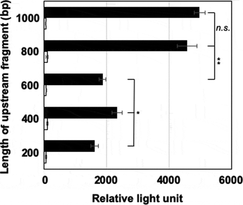 Figure 1. Identification of aldA promoter region.Each transformant having each reporter plasmid was grown on BM and LB plates containing kanamycin (20 μg/mL) at 30°C for 6 and 2 days, respectively. The cells were collected by scraping from the plates, washed with 0.85% KCl, and suspended with the lux buffer (50 mN Na-phosphate, pH 7.0; 50 mM 2-mercaptoethanol; 2% bovine serum albumin) at an A600 of 10. Forty microliters of 0.1% (v/v) 1-decanal were added to 160 μL of the cell suspension and luminescence was measured immediately at 490 nm using a luminometer. Closed and open squares represent luminescence intensity of the cells grown on BM and LB, respectively. Error bars show standard deviations from biological triplicates. Statistical significance was calculated by the two-tailed t-test and one-way ANOVA. *p < 0.001; *p < 0.05; ns, not significant.