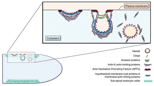 Figure 1. The endocytic process at the sub-apical collar of FF