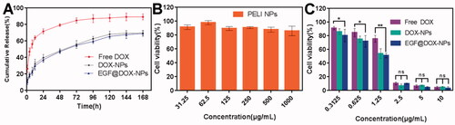 Figure 2. In vitro drug release and cytotoxicity. (A) The cumulative release of DOX from different DOX formulations within 7 days. (B) The viability of A549 cells treated with blank PELI NPs for 48 h. (C) The viability of A549 cells treated with free DOX, DOX-NPs, and EGF@DOX-NPs for 48 h. (Mean ± SD; n = 3). ns: no significance, *p < .05, ** p < .01.