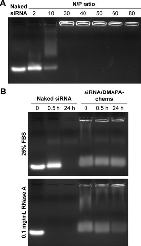 Figure 3 Agarose gel electrophoresis and stability analysis of siRNA/DMAPA-chems complexes.Notes: (A) Agarose gel electrophoresis retardation assay of siRNA/DMAPA-chems complexes at different N/P ratios at a fixed siRNA dose of 1 μg. (B) Protection and release assay of siRNA/DMAPA-chems nanoparticles (N/P =100, at an siRNA dose of 1 μg) in FBS (25%) and RNase A solution (0.1 mg/mL), visualized on a 1.5% agarose gel.Abbreviations: siRNA, small interfering RNA; FBS, fetal bovine serum; DMAPA- chems, N-(cholesterylhemisuccinoyl-amino-3-propyl)-N, N-dimethylamine; N/P, nitrogen-to-phosphate.