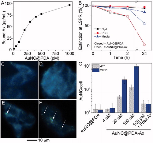 Figure 3. Anginex (Ax) is present on the AuNCs and enables in vitro association with tumour cells. (A) Bound Ax as a function of AuNC@PDA concentration; (B) colloidal stability of AuNC@PDA and AuNC@PDA-Ax in various media; typical darkfield images of 4T1 cells incubated with (C) no treatment, (D) AuNC@PDA, and AuNC@PDA-Ax with (E) ∼ 102 or (F) ∼ 104 Ax/AuNC@PDA, arrows indicate cell-bound particles; and (G) ICP-MS quantification of AuNC per cell following 2 h incubation where the “100 pM + free axe” represents a blocking study using 2:1 ratio of free Ax to particle bound Ax.