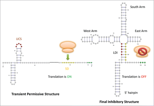 Figure 2. Schematic drawing for Levivirus (MS2). The UCS is highlighted in red color, the SD sequence is in yellow color, and the start codon is colored in green. In the left structure, the SD sequence is accessible to ribosome for translation. In the right structure, the SD pairs with the UCS, forming the LDI to impede ribosome binding.