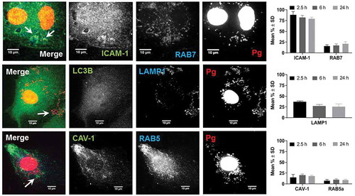 Figure 4. Colocalization of P. gingivalis (DAPI) with ICAM-1, Rab7, LAMP1, Caveolin-1 (CAV), and Rab5. Representative images are from 6-h PI time points. Merged images contain all three channels displayed within the same row. DAPI stained P. gingivalis is pseudocolored red, and Rab7, LAMP1, and Rab5 are pseudocolored blue to improve visualization of bacterial colcocalization with each respective marker (white arrows). Graphs display the number of internalized P. gingivalis expressed as mean % ± SD from 3 independent experiments