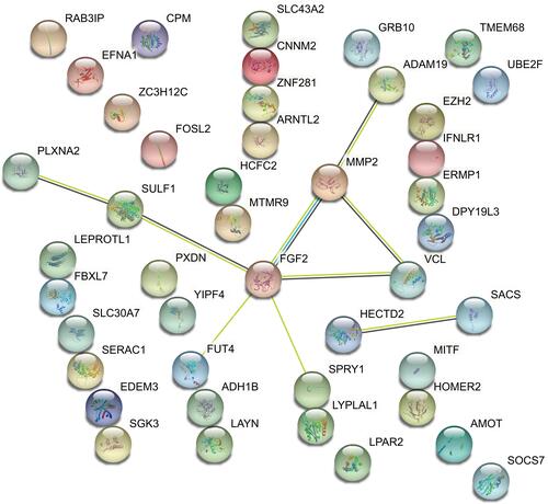 Figure 7 PPI network of target genes in the miRNA-mRNA regulatory network.