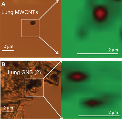 Figure S2 Optical microscope images and the corresponding micro-Raman maps for lung sections exposed to MWCNTs and GNS. Optical microscope images and the corresponding micro-Raman maps for lung sections exposed to (A) MWCNTs and (B) GNS.Note: In the Raman maps, the red and green colored areas indicate high and no intensity for G-band, respectively.Abbreviations: MWCNT, multiwalled carbon nanotubes; GNS, graphene nanosheets.