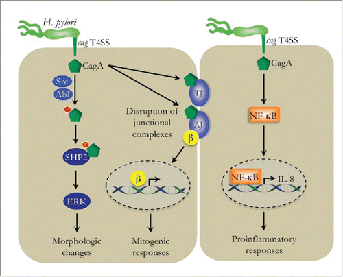 Figure 1. The H. pylori cag type IV secretion system. The cag pathogenicity island encodes a bacterial type IV secretion system, which facilitates the delivery of CagA into gastric epithelial cells. Once inside the cell, CagA can undergo tyrosine phosphorylation by Src and Abl family kinases, where it then interacts with SHP2 and mediates ERK1/2 signaling and ultimately induces morphologic changes. CagA can also remain unphosphorylated, where it interacts with components of both the tight junctions (TJ) and adherens junctions (AJ), leading to dissociation of junctional complexes. In particular, unphosphorylated CagA can lead to disruption of β-catenin (β) from the adherens junction, leading to β-catenin-dependent transcriptional activation of mitogenic responses. CagA can also lead to activation of NF-κB, which leads to NF-κB-mediated proinflammatory responses, such as the induction of IL-8.