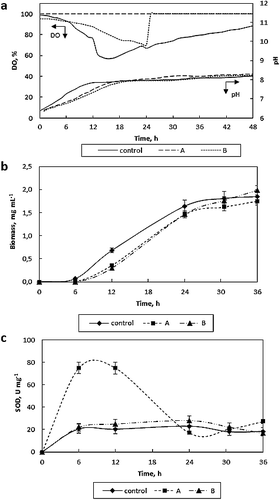 Figure 4. Changes in DO concentration (% air saturation) and medium pH (a), biomass (b) and SOD activity (c) with time (Q/V = 0.67 vvm, 33.9 °C, 500 r min−1).