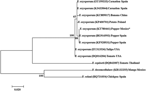 Fig. 3 Phylogenetic dendrogram using Neighbour-joining method based on the alignment of partial nucleotide sequences of the TEF-1α gene of Fusarium oxysporum with that of a selected F. oxysporum isolate (number 8 *) included in both pathogenicity trials. Values at the nodes represent the percentage bootstrap scores (1000 replicates), with only those values above 50 shown.