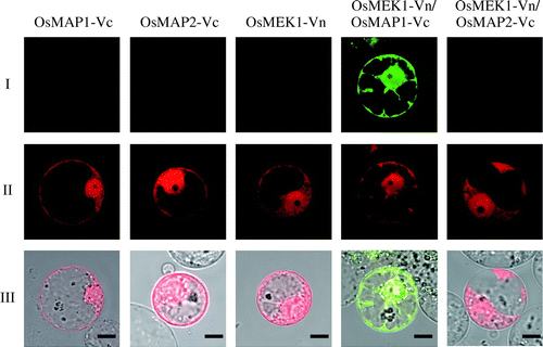 Fig. 1. BiFC analysis of interaction between OsMEK1 and OsMAP1 or OsMAP2 in rice protoplasts.Note: (I) BiFC; (II) DsRed; (III) Merged image of BiFC, DsRed, and bright field. OsMEK1 was fused with the N-terminal fragment of Venus (OsMEK1-Vn). OsMAP1 and OsMAP2 were fused with the C-terminal fragment of Venus (OsMAP1-Vc and OsMAP2-Vc). OsMAP1-Vc, OsMAP2-Vc, and OsMEK1-Vn: each construct was individually co-transformed into rice protoplasts with DsRed expression vector. OsMEK1-Vn/OsMAP1-Vc: OsMEK1-Vn and OsMAP1-Vc were co-transformed into protoplasts with DsRed expression vector. OsMEK1-Vn/OsMAP2-Vc: OsMEK1-Vn and OsMAP2-Vc were co-transformed into protoplasts with DsRed expression vector. The transformed protoplasts were observed 12 h after the introduction of the vectors. Bar, 10 μm.