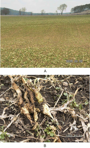 Fig. 2. (Colour online) (A) Winter oilseed rape damaged by clubroot disease. Photo taken in April 2006. (B) Deteriorated roots of oilseed rape plants due to infection by clubroot.