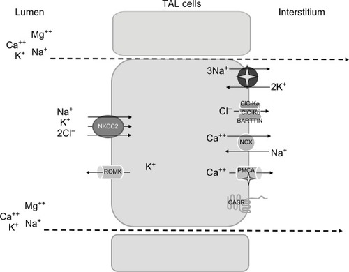 Figure 1 Schematic representation of TAL cells, illustrating the major transcellular proteins involved in salt reabsorption.