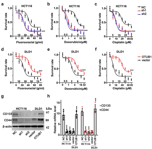 Figure 4. OTUB1 silencing suppressed CRC cancer cell survivability treated with multiple chemo-agents. (a-c) Cellular viability assay on HCT116 cells transfected with OTUB1 specific shRNAs. Cells were correspondingly treated by escalated dosage of fluorouracil, doxorubicin and cisplatin. (d-f) Cellular viability assay on DLD1 cell groups transfected with OTUB1 overexpression vectors. Cells were correspondingly treated by fluorouracil, doxorubicin and cisplatin under a range of dosage. (g-h) WB and qRT-PCT analysis on the protein and mRNA expression of several tumor stem-cell related genes including CD133 and CD44 in different groups correspondingly transfected with OTUB1 specific shRNAs and overexpression vectors. *** p < 0.001 compared with group NC or vector.