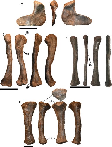 FIGURE 9. Pelvic girdle and hindlimb bones of Mystriosuchus alleroq, sp. nov. A, left ischium NHMD-916840 (medial, anterior, and lateral views); B, left femur NHMD-916847 (anterior, medial, posterior, lateral views); C, left fibula NHMD-916849 (anterior, medial posterior, and lateral views); D, left tibia NHMD-916848 (posterior, medial, anterior, and lateral views). Abbreviations: c, condyle, fc, fibula contact; fh, femoral head; gr, groove; p, process, tc, trochanter. Scale bars: A, D equal 10 cm, B–C equal 4 cm.