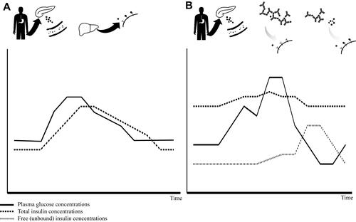 Figure 1 The insulin autoimmune syndrome pathogenesis.Notes: Panel (A) schematic overview of the physiologic insulin secretion and action: following glucose intake, pancreatic beta-cells secrete insulin which enters into the bloodstream, getting to peripheral tissues when it exerts its physiological functions in order to maintain glucose homeostasis. Panel (B) schematic overview of the double-phase mechanism of the insulin autoimmune syndrome. Following glucose intake, pancreatic beta-cells secrete insulin which enters into the blood stream getting included in the insulin-IAA macro-complexes. In the early postprandial phase, inclusion intro macro-complexes prevents insulin to act on its receptors in peripheral tissues, thus inducing hyperglycemia (phase 1). Due to the relatively low affinity for insulin, IAA subsequently release insulin molecules irrespective of plasma glucose concentrations, thus inducing hypoglycemic episodes (phase 2). Below both panels is reported a schematic representation of glucose and insulin concentrations over time: the continuous line represents plasma glucose concentrations, dotted line represents total insulin, pointed line represents free unbound insulin.