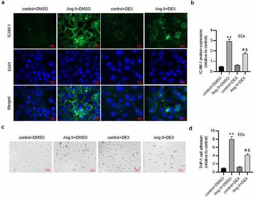 Figure 3. DEX attenuates inflammation in Ang II-treated ECs. (a) if staining for detecting ICAM-1 expression in ECs. (b) Quantification of ICAM-1 expression in each group. (c) Adhesion of THP-1 monocytes to ECs observed under a light microscope. (d) Quantification of THP-1 cell adhesion in each group. Each experiment was performed in triplicate. **p˂0.01 vs. control+ DMSO group; #p˂0.05 vs. Ang II+ DMSO group; &p˂0.05 vs. control+ DEX group.