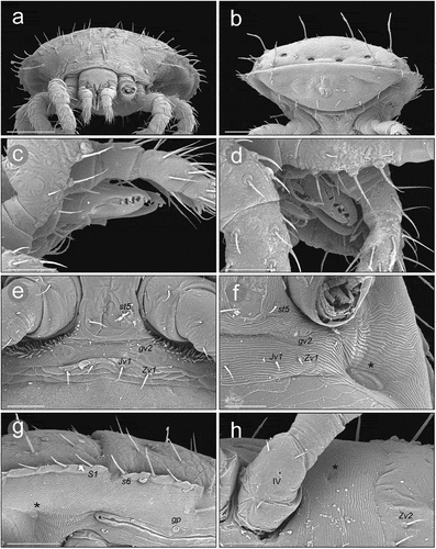 Figure 8. SEM (Scanning Electron Microscopy) micrographs of Zercon hamaricus. (a) female, anterior view; (b) female, posterior view; (c) chelicera of male; (d) chelicera of female; (e) post-coxal region of male, ventral view; (f) post-coxal region of deutonymph, ventral view (*metapodal plate); (g) post-coxal region of a deutonymph, lateral view (*metapodal plate); (h) post-coxal region of protonymph, ventral view (*metapodal plate). Scale bars (µm): a, b = 100; c–f, h = 25; g = 50.