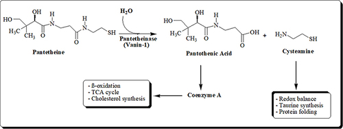 Figure 5 Schematic diagram of the hydrolysis of Pantetheine.
