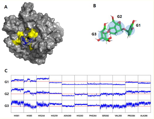 Figure 6. Molecular dynamics simulation results. (A) The final structures of mTyr-verproside complex. The tyrosinases are depicted using a grey surface model, while the active site revealed by docking simulation is coloured yellow. The verproside is represented by a blue stick model. For clarity, the explicit water models and counter ions are not included in the figure. (B) Verproside grouping. The centre of geometry (COG) of the atoms comprising the rings was utilised to measure the interacting distance. The measurement was conducted between the COG and the alpha Carbon atom of the interacting residues. (C) The interaction distance between verproside and mTyr. It consists of 33 sub-panels, each displaying the distance-time profile (X-axis: time from 0 to 100 ns; Y-axis: distance from 0 to 20 Å). The Y panel is divided into three groups, namely G1, G2, and G3, as mentioned in Figure 6B. The red dotted line represents the distance of 10 Å, which serves as the lower limit distance.