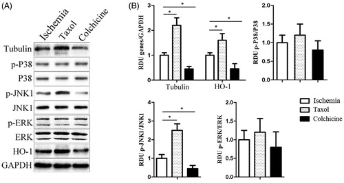 Figure 3. The expression of tubulin and HO-1 genes and the activity of all three subfamilies of MAPKs (ERK, JNK, and p38) in cardiomyocytes cells with taxol or colchicine treatment. (A) Representative western blot of tubulin and HO-1 gene expression and the activity of p-p38, p-JNK, and p-ERK in the ischemia group, the taxol group, and the colchicine group. (B) The histogram is the mean of densitometric analysis showing relative density units (RDU) of the western blot signals for genes normalized to control. All data represent mean ± SE (n = 10 per group). *p < 0.05 by Student’s t-test.