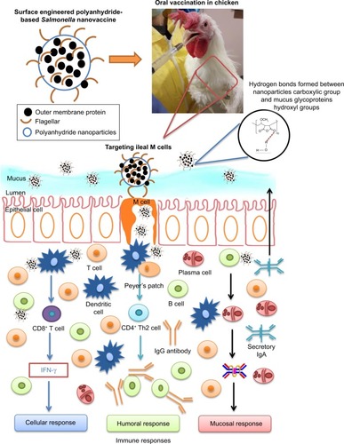 Scheme 1 Schematic illustration showing the fate of orally delivered OMPs-F-PNPs in layer chickens.Notes: Orally delivered OMPs-F-PNPs carboxylic acid groups form hydrogen bonds with the hydroxyl groups of mucus glycoproteins. OMPs-F-PNPs surface-coated F-protein helped to target the particles to ileal M cells.Abbreviations: F, flagellar; OMPs, outer membrane proteins; OMPs-F-PNPs, OMPs and F-protein-entrapped and surface F-protein-coated PNPs; PNPs, polyanhydride nanoparticles.