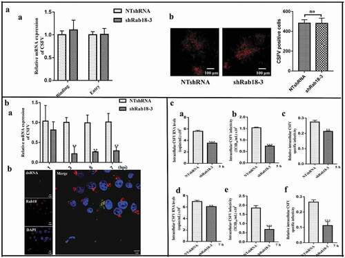 Figure 3. Rab18 is involved in CSFV replication and assembly steps. (a) (a) In the virus binding assay, NTshRNA and shRab18-3 cell lines were incubated with CSFV for 1 h at 4ºC, total cell RNA was extracted, and the CSFV RNA level was quantified by qRT-PCR. β-actin served as an internal control. In the virus entry assay, NTshRNA and shRab18-3 cell lines were incubated with CSFV for 1 h at 4ºC. Then, cells were washed with PBS and cultured in fresh medium at 37ºC for 2 h. Finally, total cell RNA was extracted, and the CSFV RNA level was quantified by qRT-PCR. β-actin served as an internal control. (b) Detection of CSFV entry by IFA. NTshRNA and shRab18-3 cell lines were infected with CSFV (5 MOI) for 1 h at 4ºC. Then, cells were washed with PBS and cultured in fresh medium at 37ºC for 2 h. Finally, cells were fixed with 4% paraformaldehyde, and immunofluorescence staining was performed using anti-E2 antibodies. Cells were counterstained with DAPI to label nuclei (blue). (b) Rab18 involvement in CSFV replication. (a) NTshRNA and shRab18-3 cell lines were incubated with CSFV at different time points (1, 3, 5, 7 h), total cell RNA was extracted, and CSFV RNA level was quantified by qRT-PCR. β-actin served as an internal control. (b) pcDNA-Flag-Red-Rab18-transfected cells were incubated with CSFV (0.5 MOI). At 6 h post-infection, cells were fixed with 4% paraformaldehyde, and immunofluorescence staining was performed using anti-dsRNA antibodies. Cells were counterstained with DAPI to label nuclei (blue). Scale bars, 5 μm. (c) Rab18 involvement in CSFV assembly. (a) NTshRNA and shRab18-3 cell lines were infected with CSFV. At 5 h post-infection, intracellular CSFV RNA levels were determined by qRT-PCR. (b) NTshRNA and shRab18-3 cell lines were infected with CSFV, and 5 h post-infection, cell supernatants were removed and disrupted by multiple cycles of freezing and thawing. The viral titer was determined by the TCID50 assay. (c) Relative intracellular specific infectivity was calculated as a ratio of the intracellular viral infectivity to the intracellular CSFV RNA. (d) NTshRNA and shRab18-3 cell lines were infected with CSFV, and 7 h post-infection, intracellular CSFV RNA levels were determined by qRT-PCR. (e) NTshRNA and shRab18-3 cell lines were infected with CSFV, and 7 h post-infection, cell supernatants were removed and disrupted by multiple cycles of freezing and thawing. The viral titer was determined by the TCID50 assay. (f) Relative intracellular specific infectivity was calculated as a ratio of the intracellular viral infectivity to the intracellular CSFV RNA