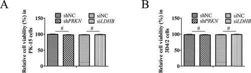 Figure 10. The effect of RNA interference on cell viability. The cell viability of PK-15(A) cells and 3D4/2(B) cells transfected with scrambled or PRKN shRNA, siNC or siLDHB was analyzed using the CCK8 assay as described in Materials and Methods (mean ± SD; n = 3; NSP > 0.05)
