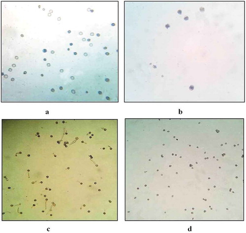 Figure 3. Viability of pollen grains from (a) Male (10x), (b) female flower (40x) using Trypan blue staining method. Pollen germination in pollen grains from (c) male and (d) female flower.