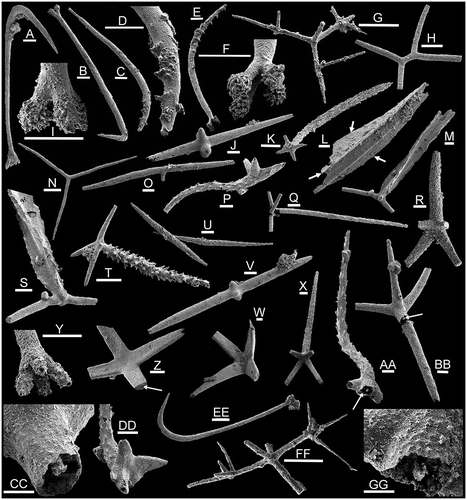 Figure 3. Spicules from the Holm Dal Formation (Cambrian Series 3, Guzhangian, Lejopyge laevigata Biozone). A, B, I, Y, EE. Silicunculus australiensis Bengtson, Citation1986. A, PMU 29996 from GGU sample 225540. B, I, PMU 30003 from GGU sample 225595. Y, PMU 29997 from GGU sample 225592. EE, PMU 29998 from GGU 225594. C–F. Silicunculus saaqqutit Peel, 2017. C, D, PMU 30002, paratype, from GGU sample 225595. E, F, PMU 29999, holotype, from GGU sample 225540. G, FF. Radiolarian primary spicules (Protoentactinia? sp.) from GGU sample 225540. G, PMU 31801. FF, PMU 31802, the tapering of the secondary rays in the lower part reflects submersion into SEM stub adhesive. H, J, K, N–Q, T–W, AA–DD, GG. Diverse sponge spicules. H, dichodiactin, PMU 31803 from GGU sample 225592. J, V, hexactin with stunted paratangential rays. J, PMU 31804 from GGU sample 225540. V, PMU 31805 from GGU sample 225540. K, acanthose pentactin, PMU 31806 from GGU sample 225594. N, triactin, PMU 31807 from GGU sample 225540. O, diactin with secondary ray, PMU 31808 from GGU sample 225592. P, DD, acanthose pentactin with claw-like paratangential rays (one broken), PMU 31809 from GGU sample 225592. Q, pentactin, PMU 31810 from GGU sample 225595. T, acanthose pentactin, PMU 31811 from GGU sample 225595. U, didactins, PMU 31812 and PMU 31813 (2 conjoined spicules) from GGU sample 225592. W, tetractin, PMU 31814 from GGU sample 315008. Z, tetractin, PMU 31818 from GGU sample 225592, with arrow indicating axial canal. AA, GG, acanthose pentactin, PMU 31815 from GGU sample 225592, with arrow indicating cast of the axial canal. BB, CC, pentactin, PMU 31816 from GGU sample 225592, with arrow indicating cast of axial canal. L, Australispongia sp., PMU 31817 from GGU sample 225594, with arrows indicating the acute flanges. M,S, Australispongia sinensis Dong & Knoll, Citation1996, PMU 31818 from GGU sample 225592. R,X, Speciosuspongia cf. wangcunensis Chen & Dong, Citation2008. R, pentactin, PMU 31819 from GGU sample 225594. X, pentactin, PMU 31820 from GGU sample 315008. Scale bars: 100 μm except CC, GG (50 μm).